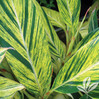 Ginger - Variegated made by here at Twin Oaks Nursery & Supply