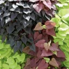 Potato Vine Full Flat - 18 ct made by here at Twin Oaks Nursery & Supply