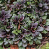 Ajuga - Assorted made by here at Twin Oaks Nursery & Supply