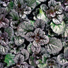 Ajuga - Assorted