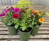 Annuals -All Varieties