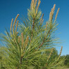 Loblolly Pine made by here at Twin Oaks Nursery & Supply