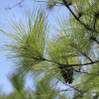 Loblolly Pine