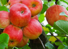 Apple Trees at Twin Oaks Nursery & Supply – Buy Now