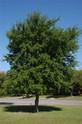 Cedar Elm made by here at Twin Oaks Nursery & Supply
