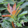 Chinkapin Oak (Chinquapin) made by here at Twin Oaks Nursery & Supply