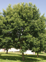 Chinkapin Oak (Chinquapin)