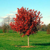 Red Maple 'October Glory' made by here at Twin Oaks Nursery & Supply