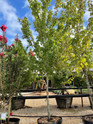 Drummond Red Maple made by here at Twin Oaks Nursery & Supply