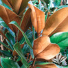 Magnolia 'Bracken's Brown Beauty' made by here at Twin Oaks Nursery & Supply