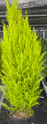 Lemon Cypress - 8 Inch