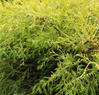 Falsecypress - Gold Mop - 1 Gallon made by here at Twin Oaks Nursery & Supply