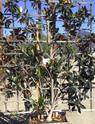 Magnolia 'Little Gem' Espalier
