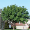 Lacebark Elm made by here at Twin Oaks Nursery & Supply