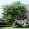 Live Oak / Multi-Trunk made by here at Twin Oaks Nursery & Supply