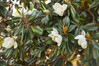 Southern Magnolia