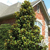 Teddy Bear Magnolia made by here at Twin Oaks Nursery & Supply