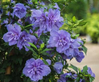 Blue Chiffon Althea (Rose of Sharon) made by here at Twin Oaks Nursery & Supply