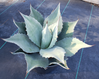 Agave ovatifolia (Whale's Tongue Agave) made by here at Twin Oaks Nursery & Supply