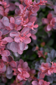 Burgundy Barberry made by here at Twin Oaks Nursery & Supply