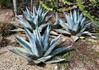 Agave havardina (Harvard Agave) made by here at Twin Oaks Nursery & Supply