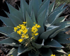 Agave chrysantha (Golden Flowered Century Plant) made by here at Twin Oaks Nursery & Supply