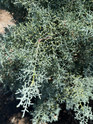 Blue Ice Arizona Cypress