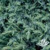 Blue Pacific Juniper made by here at Twin Oaks Nursery & Supply