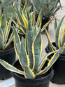 Agave americana variegata (Variegated Century Plant) made by here at Twin Oaks Nursery & Supply