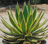 Agave lophantha 'Quadricolor'