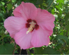 Aphrodite Althea (Rose of Sharon)