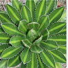 Agave lophantha 'Splendida'