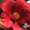 Camellia 'Royal Velvet' made by here at Twin Oaks Nursery & Supply