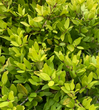 Eureka Gold Holly made by here at Twin Oaks Nursery & Supply