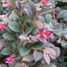 Cerise Charm Loropetalum made by here at Twin Oaks Nursery & Supply
