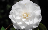 Camellia 'White by the Gate' made by here at Twin Oaks Nursery & Supply