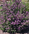 Compact Texas Sage made by here at Twin Oaks Nursery & Supply
