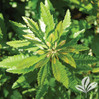 Don's Dwarf Wax Myrtle made by here at Twin Oaks Nursery & Supply