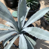 Electric Blue Agave made by here at Twin Oaks Nursery & Supply
