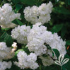 Double Bridal Wreath Spirea