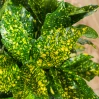 Gold Dust Aucuba made by here at Twin Oaks Nursery & Supply
