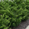 Densiformis Yew made by here at Twin Oaks Nursery & Supply