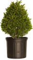 Compacta Holly