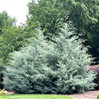 Carolina Sapphire Arizona Cypress made by here at Twin Oaks Nursery & Supply