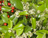 Foster holly made by here at Twin Oaks Nursery & Supply