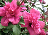 Double Red Altea (Rose of Sharon) is here at  Twin Oaks Nursery & Supply in Denison & Sherman Tx
