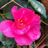 Camellia 'Kanjiro'