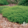 Compact Andorra Juniper made by here at Twin Oaks Nursery & Supply