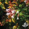 Canyon Creek Abelia made by here at Twin Oaks Nursery & Supply