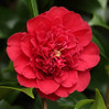 Camellia 'Professor Sargent'